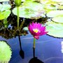 Photo of Hill Country Water Gardens & Nursery