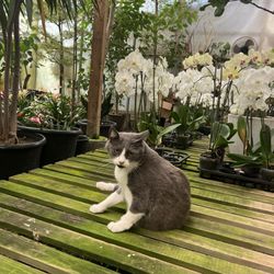Inner Gardens - Pancho!