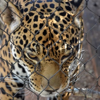Phoenix Zoo - Jaguar - Zoos Near Me - Phoenix, Arizona Phoenix Zoo - Jaguar - Zoos Near Me - Phoenix, Arizona