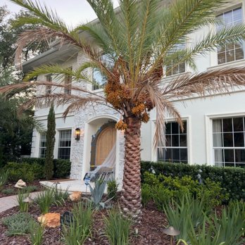 Palm Tree Doctor - Tree Services Near Me - Pompano Beach, Florida Palm Tree Doctor - Tree Services Near Me - Pompano Beach, Florida