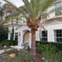 Photo of Palm Tree Doctor