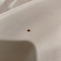 Capri Motel - Bed bug on sheets at Capri Motel