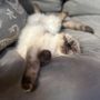 Photo of The Cat Doctor