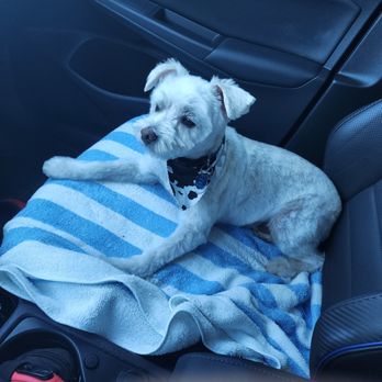 Paw-Paw Patch Dog Grooming - Pilsner on his way home from getting groomed by Megan at Paw Paw Patch. - Pet Groomers Near Me - Naples, Florida Paw-Paw Patch Dog Grooming - Pilsner on his way home from getting groomed by Megan at Paw Paw Patch. - Pet Groomers Near Me - Naples, Florida