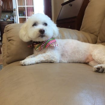 Spoiled Paws Grooming - Pet Groomers Near Me - Long Beach, California Spoiled Paws Grooming - Pet Groomers Near Me - Long Beach, California