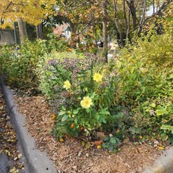 Textile Center - Dye garden