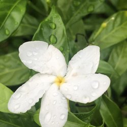 Hamrick Butterfly Garden