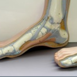 Charles W Connolly, DPM - Family Foot Care Group