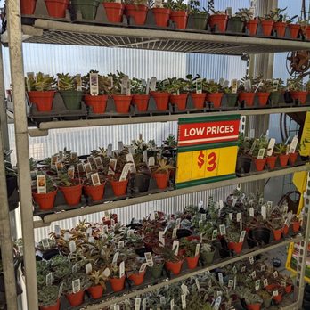 H E B Plus - Various succulents. - Grocery Near Me - Kyle, Texas