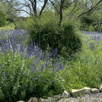 Acton Nature Center - Love these lavender flowers. - Hiking Near Me - Granbury, Texas