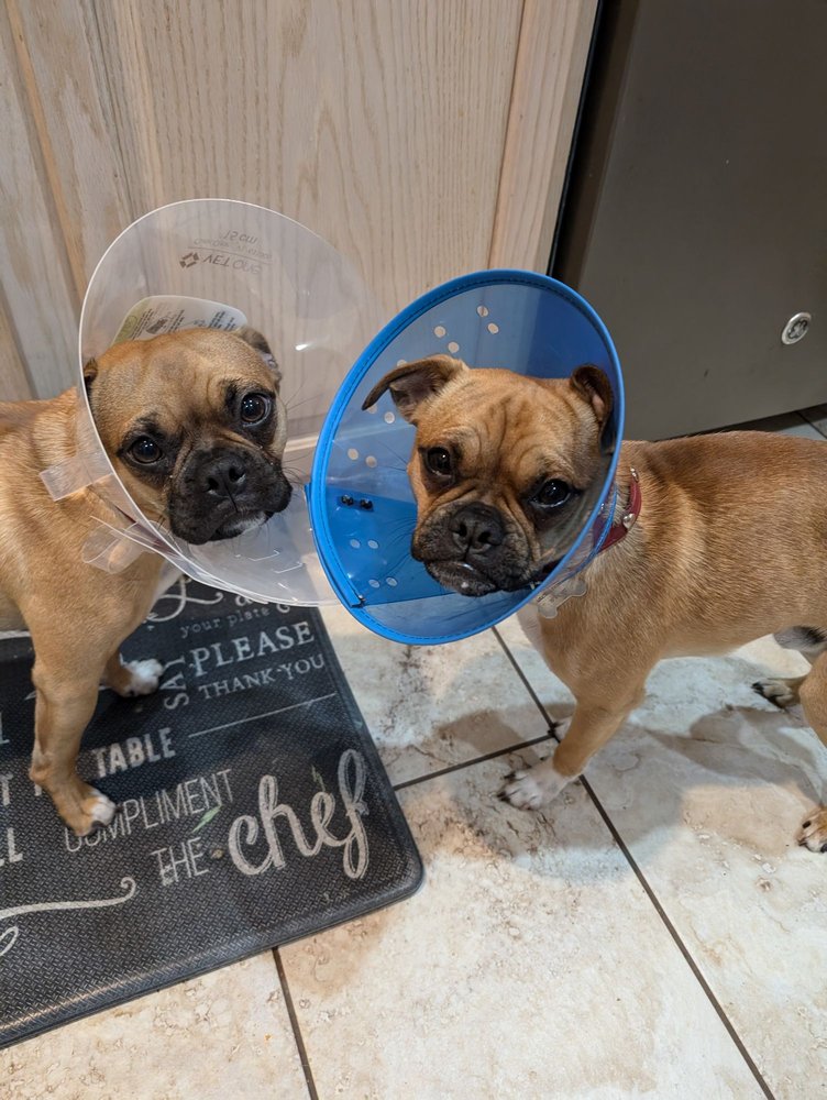 Emancipet - social services organization in Pflugerville, TX