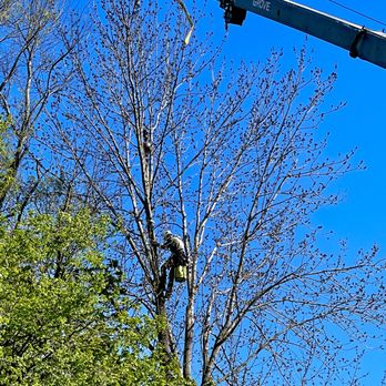 Mass Tree Pros - Tree Services Near Me Mass Tree Pros - Tree Services Near Me