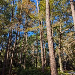 A&A Tree Service