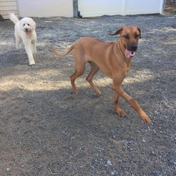 Surf City Pawville - Pet Sitting Near Me - Hampstead, North Carolina