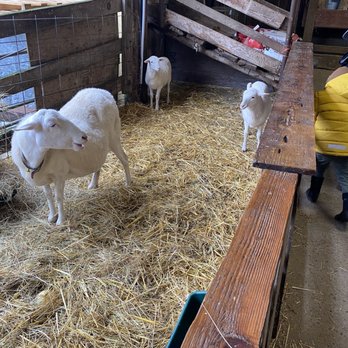 Plumper Farms - Mama sheep and babies - Pumpkin Patches Near Me - Portland, Oregon