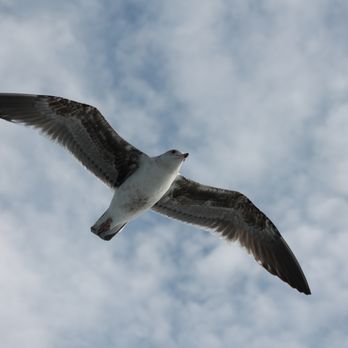Harbor Breeze - seagull - Boat Charters Near Me - Long Beach, California