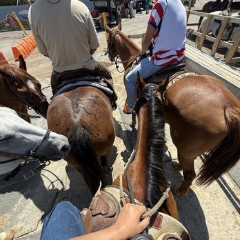 Fort Worth Stockyards Stables - Horses In stable - Horseback Riding Near Me - Fort Worth, Texas Fort Worth Stockyards Stables - Horses In stable - Horseback Riding Near Me - Fort Worth, Texas