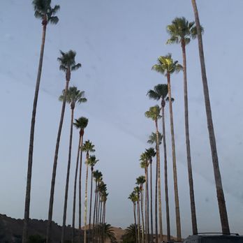 Dorcich Family Vineyards - The entrance to the vineyard- infamous palm trees - Wine Tasting Room Near Me - Gilroy, California Dorcich Family Vineyards - The entrance to the vineyard- infamous palm trees - Wine Tasting Room Near Me - Gilroy, California