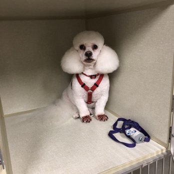 Leahs Pet Grooming - Pet Sitting Near Me Leahs Pet Grooming - Pet Sitting Near Me