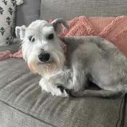 Mini schnauzer Mini schnauzer