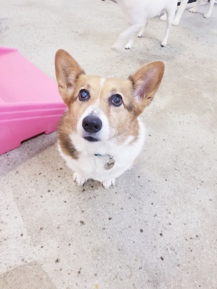 PET HOTEL HADLEY 64 Photos & 29 Reviews Pet Groomers 155 Russell