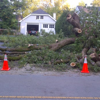 Lagunas Tree Service - Before - Tree Services Near Me - Round Lake Beach, Illinois Lagunas Tree Service - Before - Tree Services Near Me - Round Lake Beach, Illinois