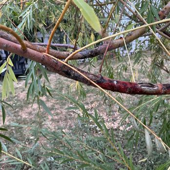 Altitude Arborist - Tree Services Near Me Altitude Arborist - Tree Services Near Me