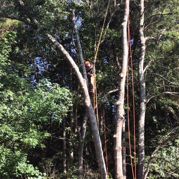 Arbor One Tree Specialist - Climber - Tree Services Near Me