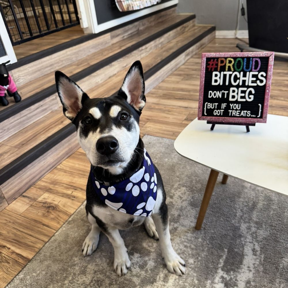 Bitches N Bubbles - Doogie - Pet Groomers Near Me - Long Beach, California Bitches N Bubbles - Doogie - Pet Groomers Near Me - Long Beach, California