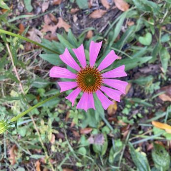 Alfred B  Maclay Gardens State Park - Flower - Parks Near Me - Tallahassee, Florida
