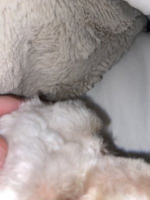 Noni's Pet Boutique & Grooming by null