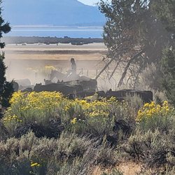 North Eagle Lake Campground - Annual cattle drive in front of the campground