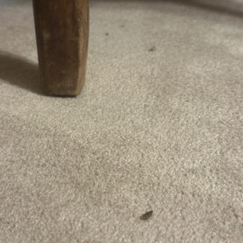 Sunshine Clean Pros - Upstairs carped debris - Home Cleaning Near Me
