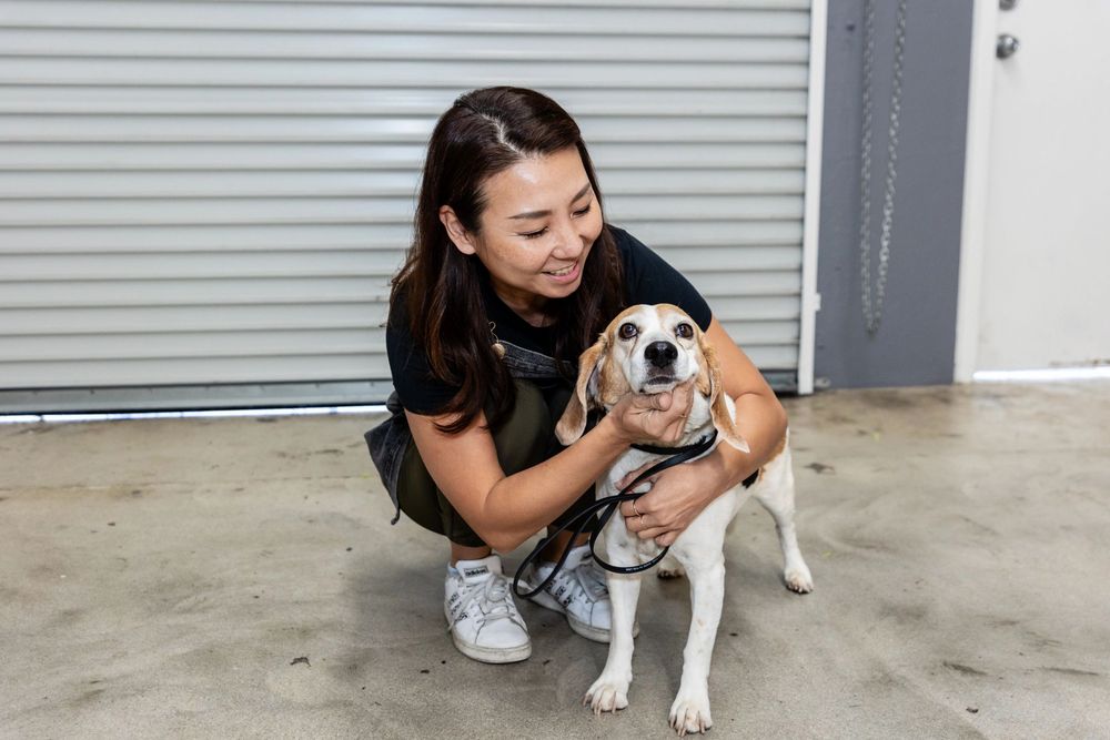 DINGO PET GROOMING Updated August 2024 25 Photos & 12 Reviews