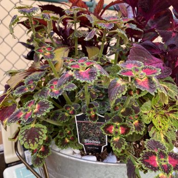 Flowerland - I went everywhere looking for this style of Coleus. Walked right in the enchanted Flowerland and there she was! - Nurseries & Gardening Near Me - Albany, California