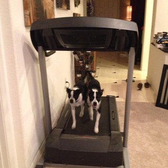 Gold Paw Dog Training - Pet Training Near Me Gold Paw Dog Training - Pet Training Near Me