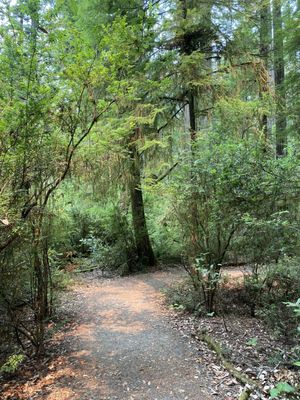 Jedediah Smith Campground by null