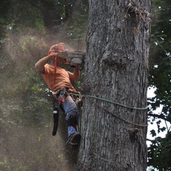 North Hill Tree Experts - Tree removal - making sawdust glitter