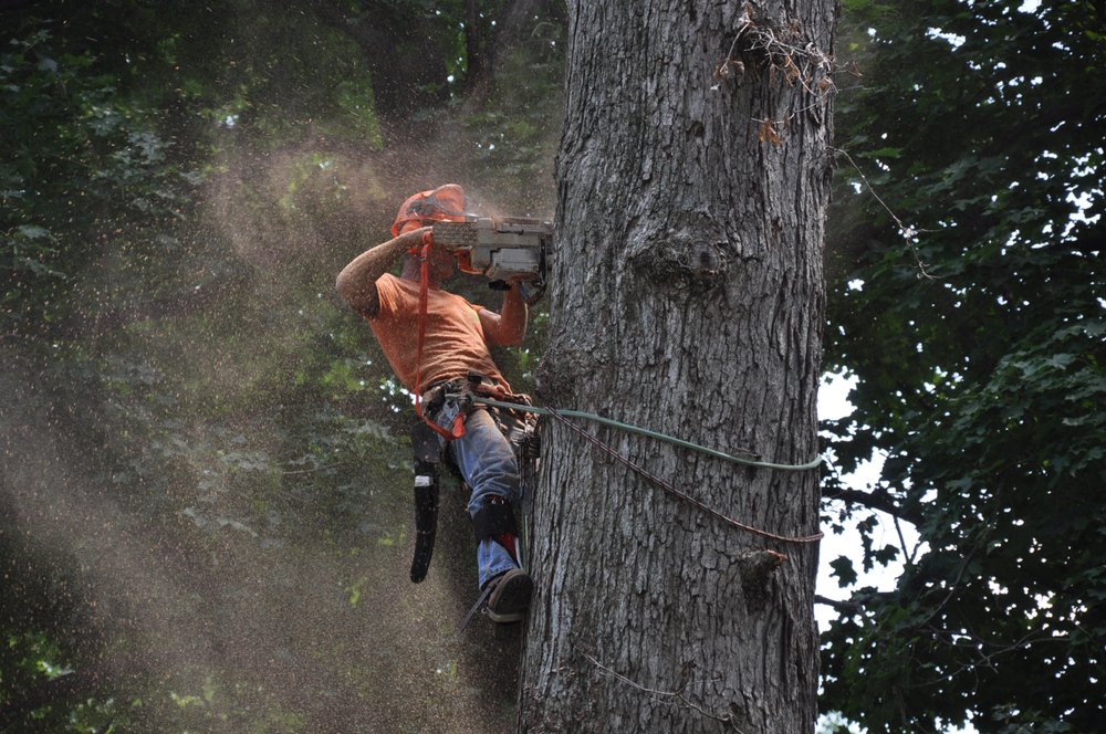 North Hill Tree Experts - tree service in Lutherville-Timonium, MD