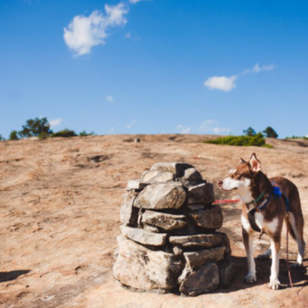 Arabia Mountain Trail - Climbing Near Me - Lithonia, Georgia Arabia Mountain Trail - Climbing Near Me - Lithonia, Georgia