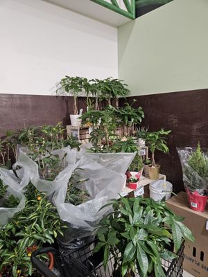 99 Ranch Market by null