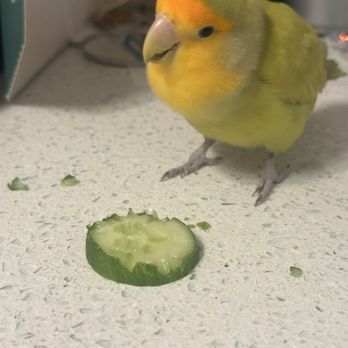 Kalihi Pet Center - Lovebird from Kalihi pets - Pet Stores Near Me - Honolulu, Hawaii Kalihi Pet Center - Lovebird from Kalihi pets - Pet Stores Near Me - Honolulu, Hawaii