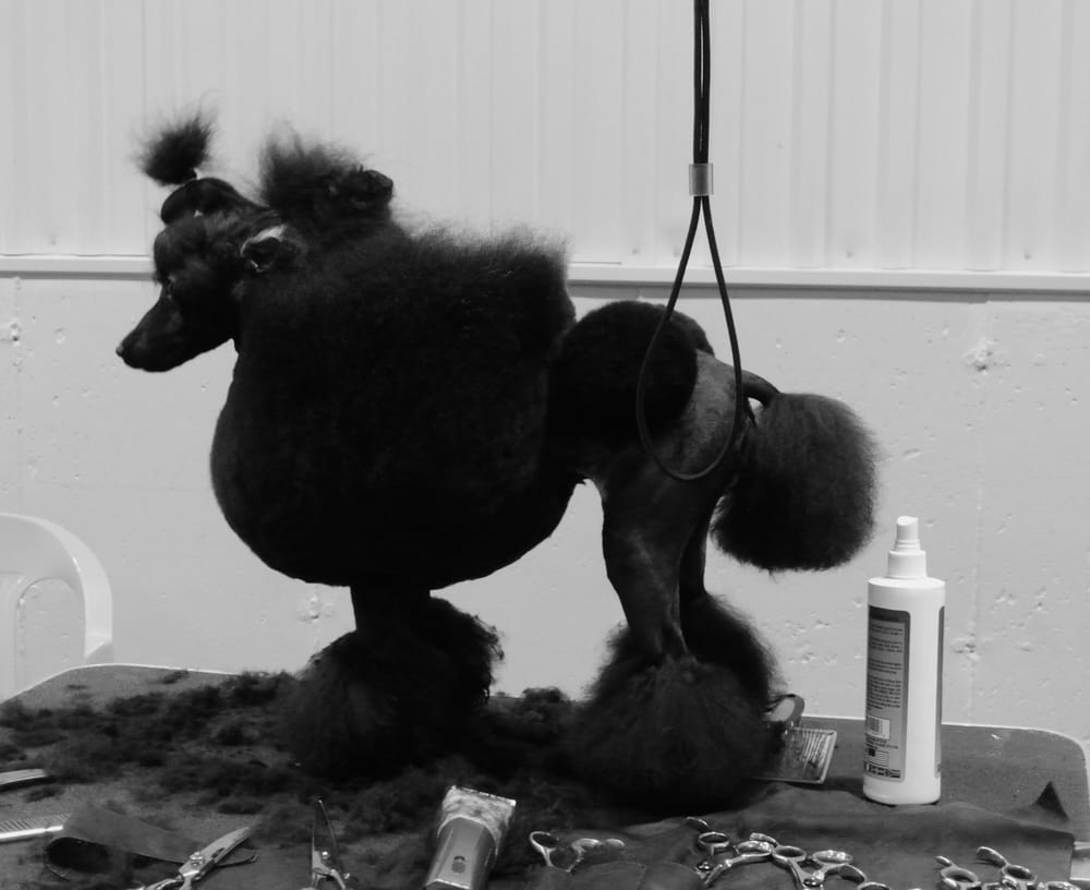 TOP GROOMING NYC Updated May 2024 New York, New York Pet Groomers