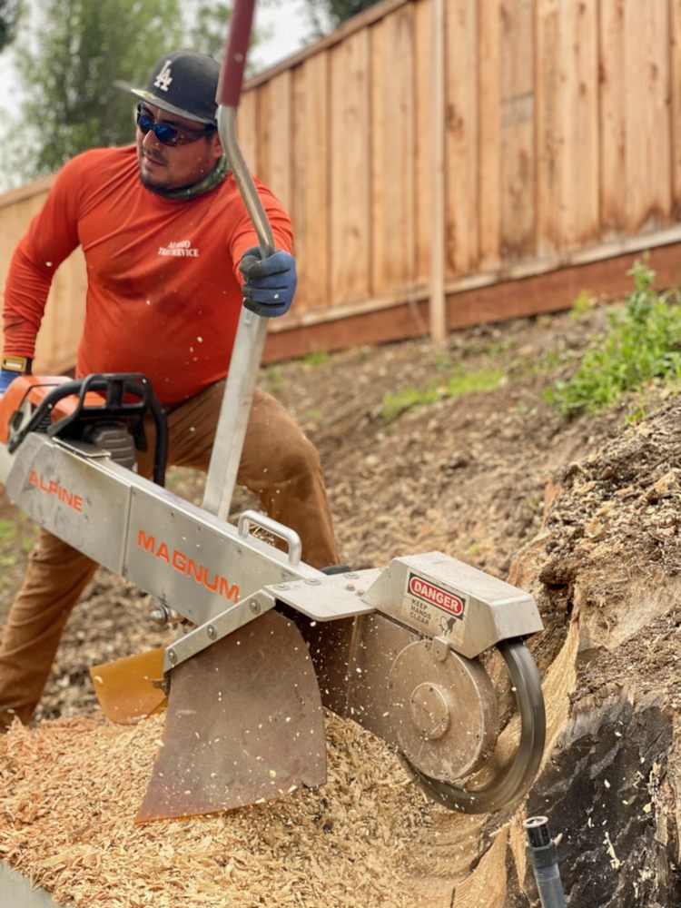 HUERTA TREE CARE Updated September 2024 25 Photos Santa Ana