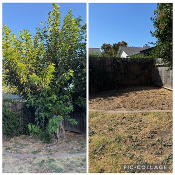 Califa Tree Care - Backyard tree completely removed - Tree Services Near Me Califa Tree Care - Backyard tree completely removed - Tree Services Near Me