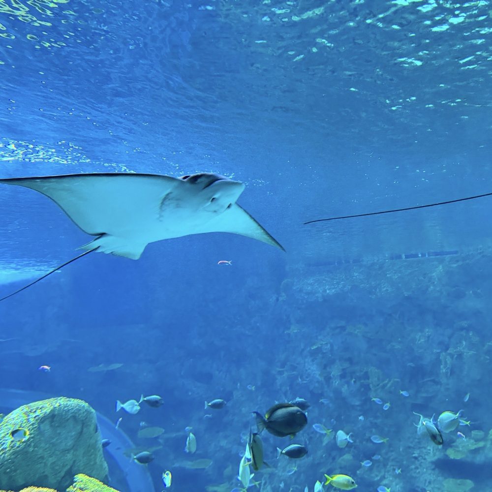 Seattle Aquarium - Aquariums Near Me - Seattle, Washington Seattle Aquarium - Aquariums Near Me - Seattle, Washington