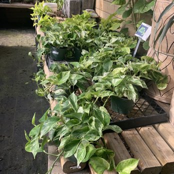 Maas Nursery - Nurseries & Gardening Near Me - Seabrook, Texas