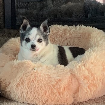 Lisa’s Pet Grooming - 13 yr old Chi_Pom before shaving. - Pet Groomers Near Me - Green Valley, Arizona Lisa’s Pet Grooming - 13 yr old Chi_Pom before shaving. - Pet Groomers Near Me - Green Valley, Arizona