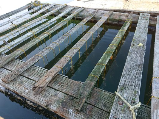 Oregon Oyster Farms by null