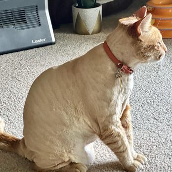 Paris' Pampered Pets - Kitty Boots grooming #8 style - Pet Groomers Near Me - Vista, California Paris' Pampered Pets - Kitty Boots grooming #8 style - Pet Groomers Near Me - Vista, California
